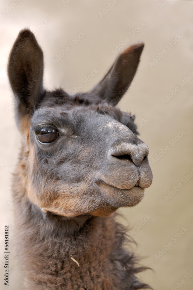 Fototapeta premium Llama. Andes of central Ecuador