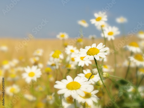 Summer wildflowers © Željko Radojko