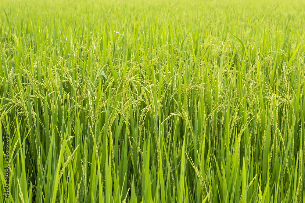 paddy rice in rice field paddy rice in rice field