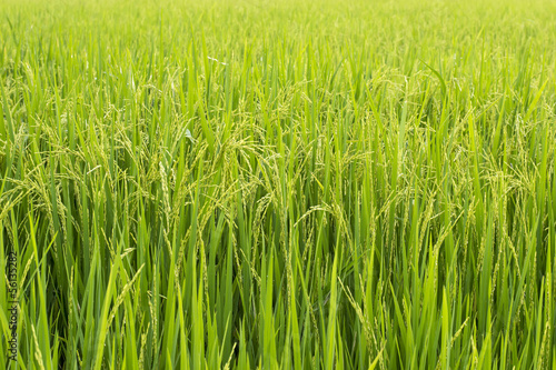 paddy rice in rice field