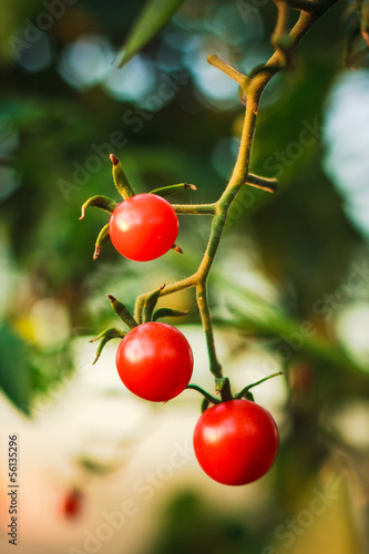 Cherry tomatoes in a garden © Grigory Bruev
