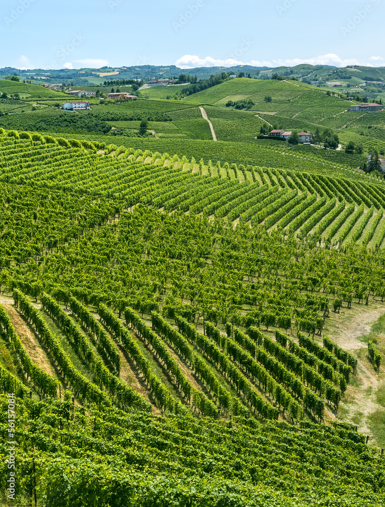 Langhe, vineyards