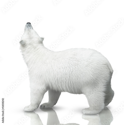 small polar bear