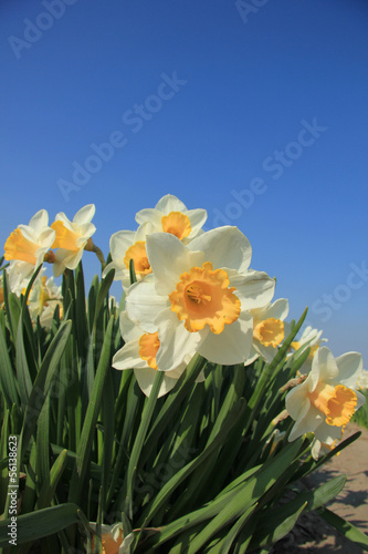 White and yellow daffodils