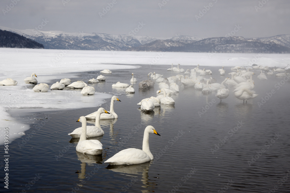 Whooper swan, Cygnus cygnus