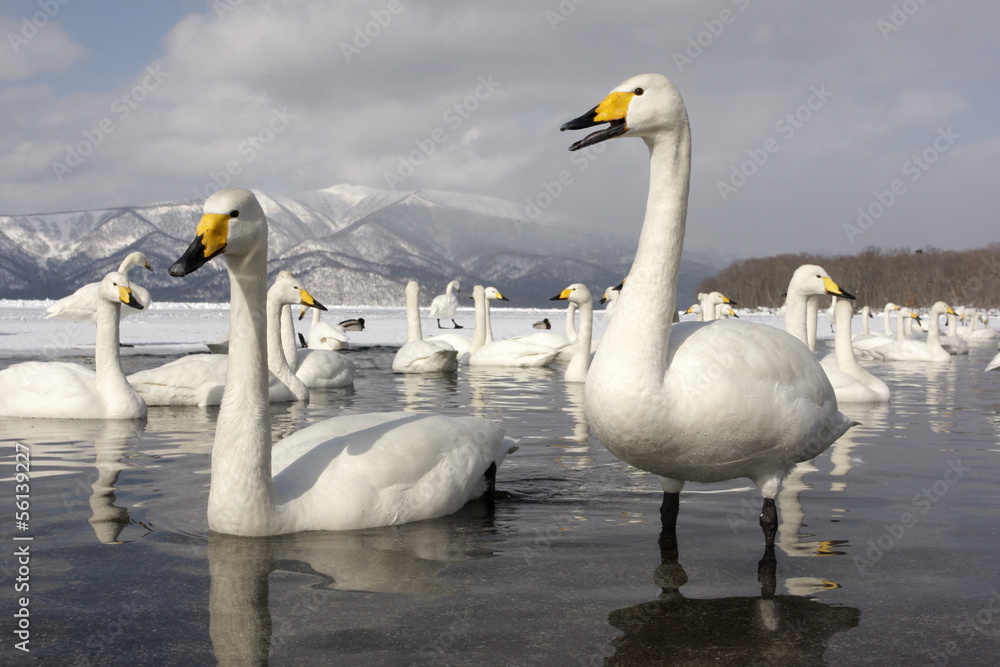 Fototapeta premium Whooper swan, Cygnus cygnus