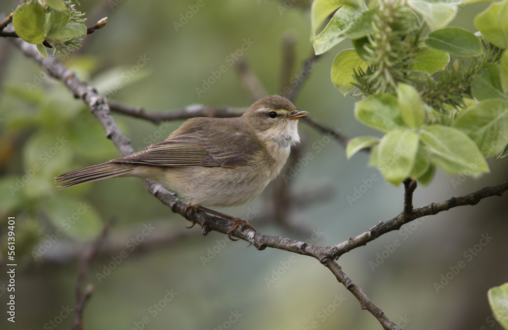 Willow warbler, Phylloscopus trochilus Willow warbler, Phylloscopus trochilus