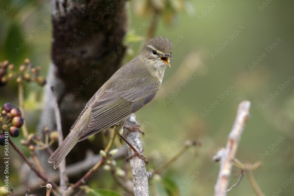 Willow warbler, Phylloscopus trochilus, Devon, spring Willow warbler, Phylloscopus trochilus, Devon, spring