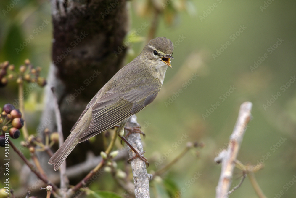 Willow warbler, Phylloscopus trochilus, Devon, spring