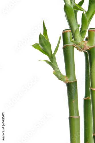 Fototapeta Naklejka Na Ścianę i Meble -  Bamboo stem