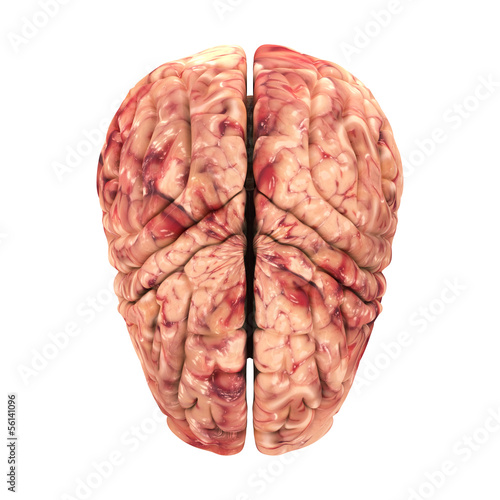 Anatomy Brain - Top View Isolated on White