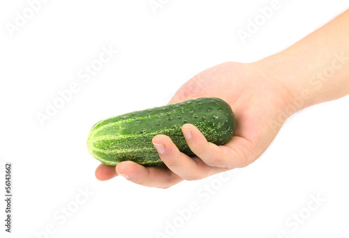 cucumber in human hand isolated