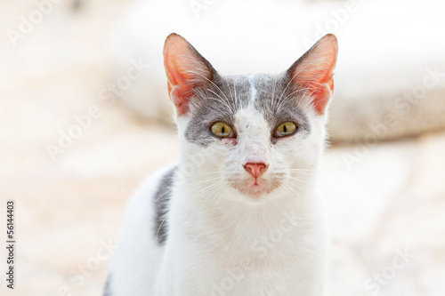 Street cat white with grey spots. Corfu. Greece.