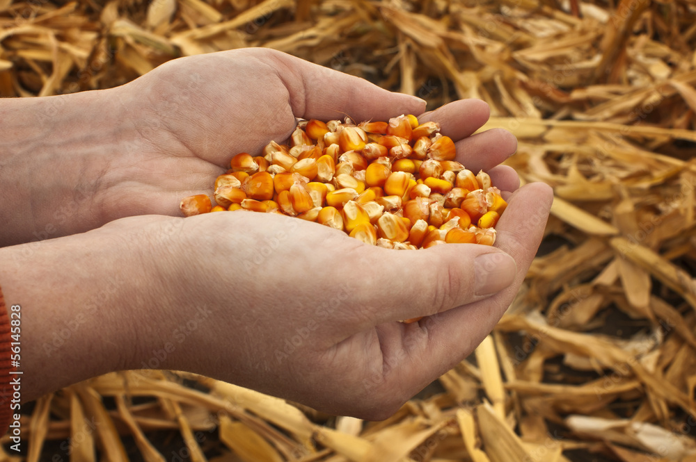 Naklejka premium Corn seeds in a female hands.