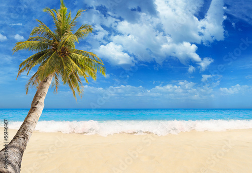 Tropical beach with coconut tree © Netfalls
