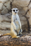 A meerkat posing on a log