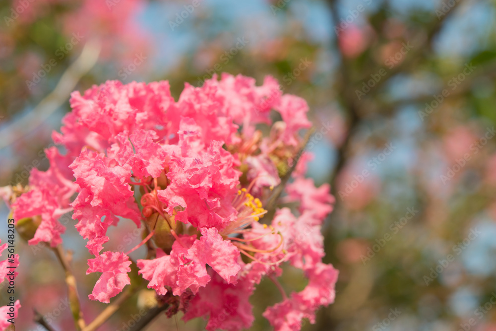 flower of crape myrtle