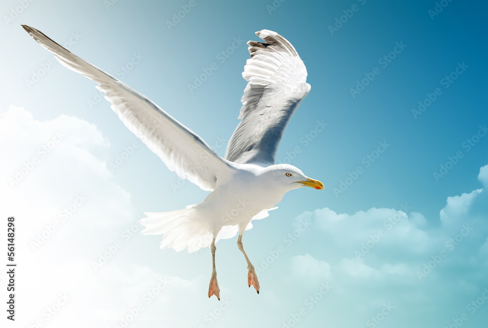 Möwe Möwe