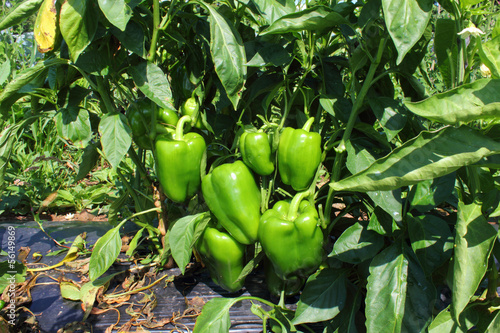 Bilde på lerret green pepper on plant