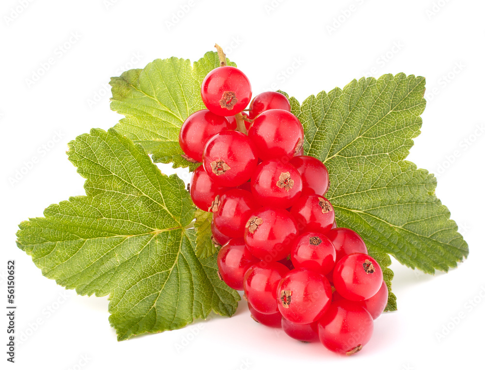 Red currants and green leaves still life Red currants and green leaves still life