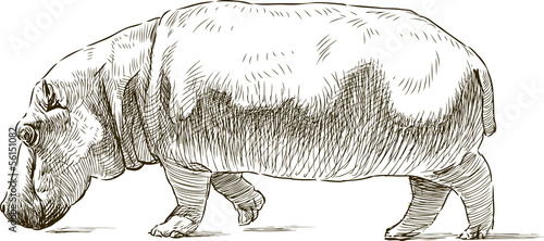 hippopotamus
