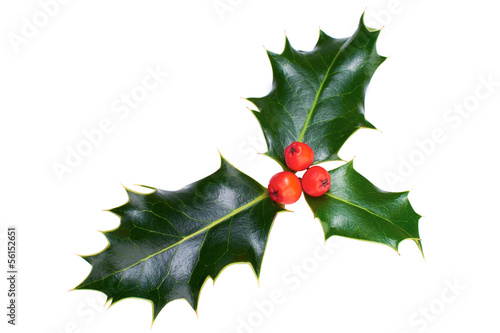 Christmas Holly