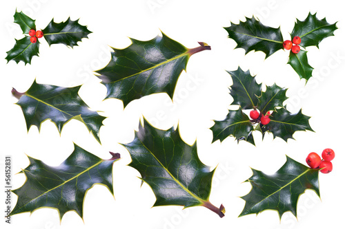 Christmas Holly photo