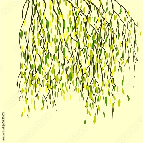 Spring background with green leaf, birch branches.