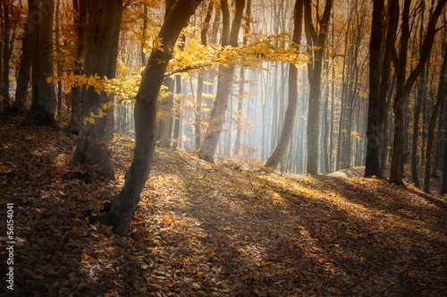 colorful forest in autumn with sun rays