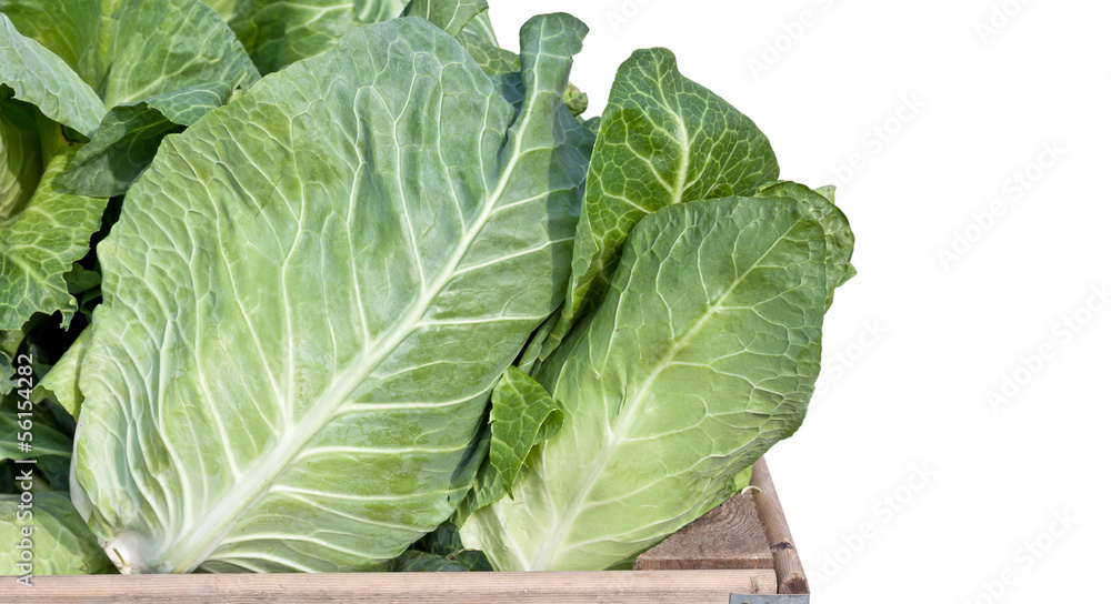 Spitzkohl, freigestellt Spitzkohl, freigestellt