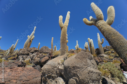 Gigantyczne kaktusy
