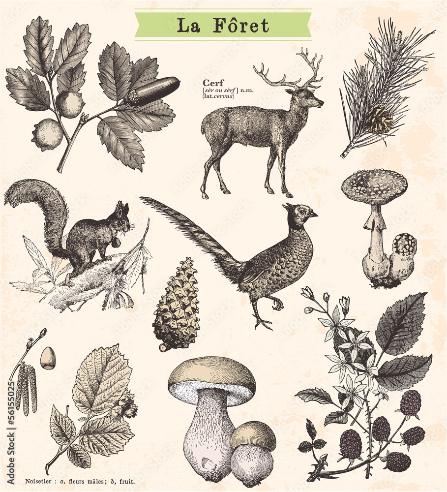 Fototapeta premium Promenade en fôret