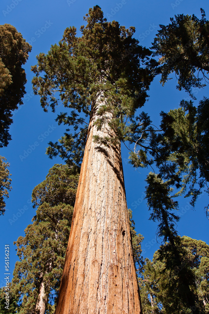 Fototapeta premium Giant Sequoia