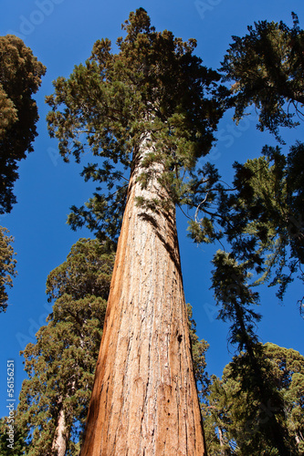 Giant Sequoia © picturin