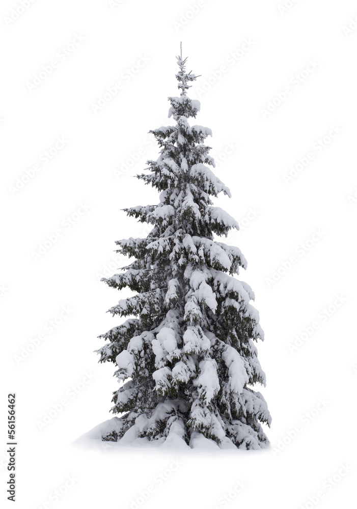 Christmas tree Christmas tree
