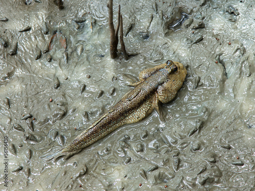 Mudskipper (Boleophthalmus boddarti) on mud in mangrove forest photo