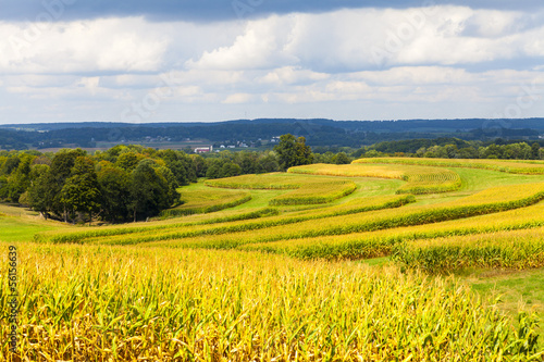 American Countryside Corn Field With Stormy Sky