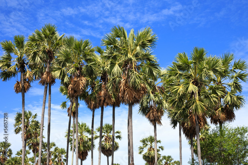 Toddy or Sugar palm  Borassus flabellifer  with blue sky