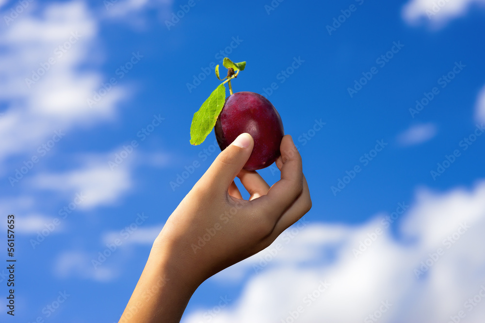 Holding up a plum.