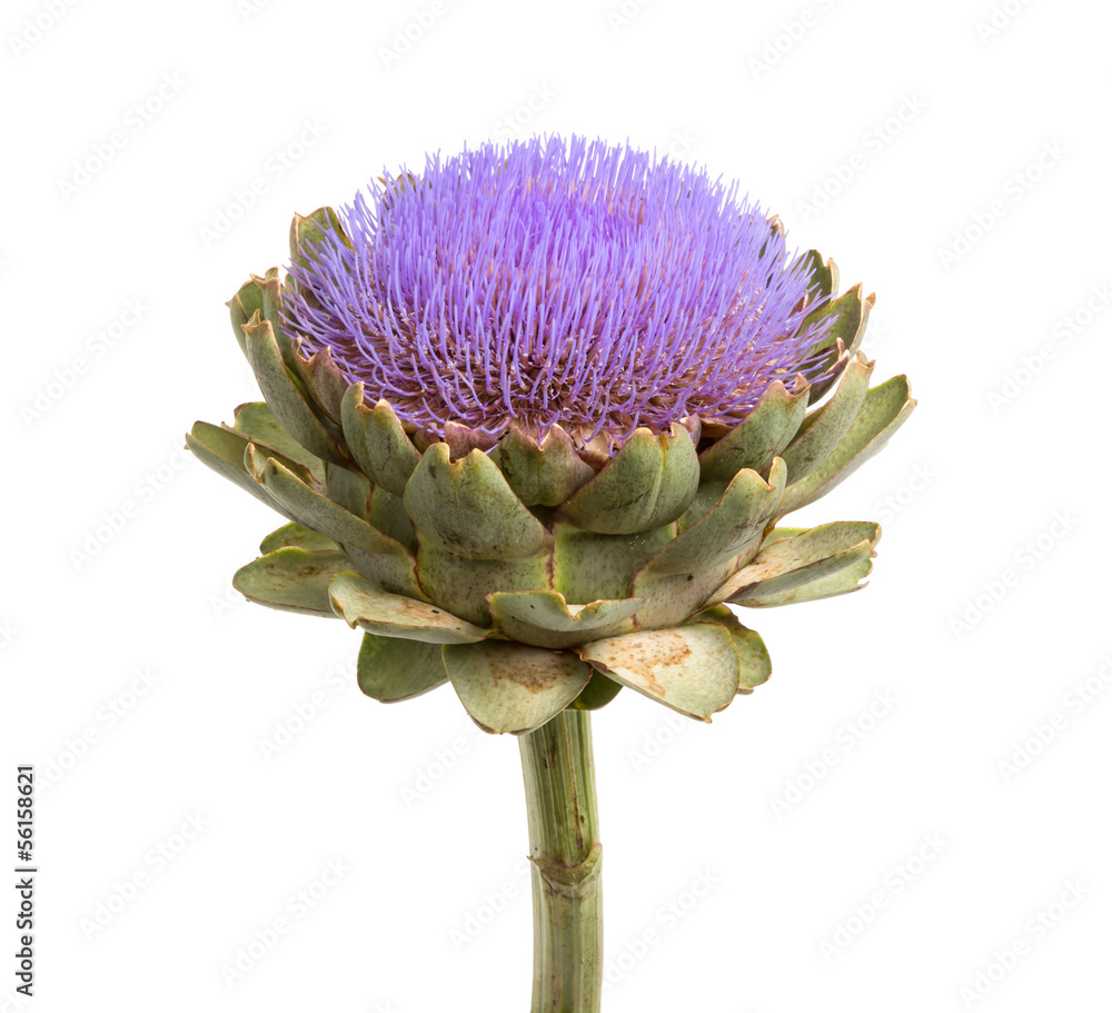 Isolated artichoke at white backgound Isolated artichoke at white backgound