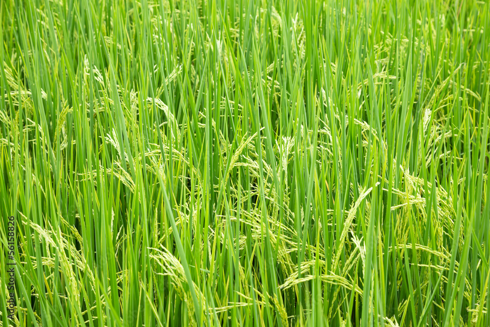 Rice plant in the field with seed Rice plant in the field with seed