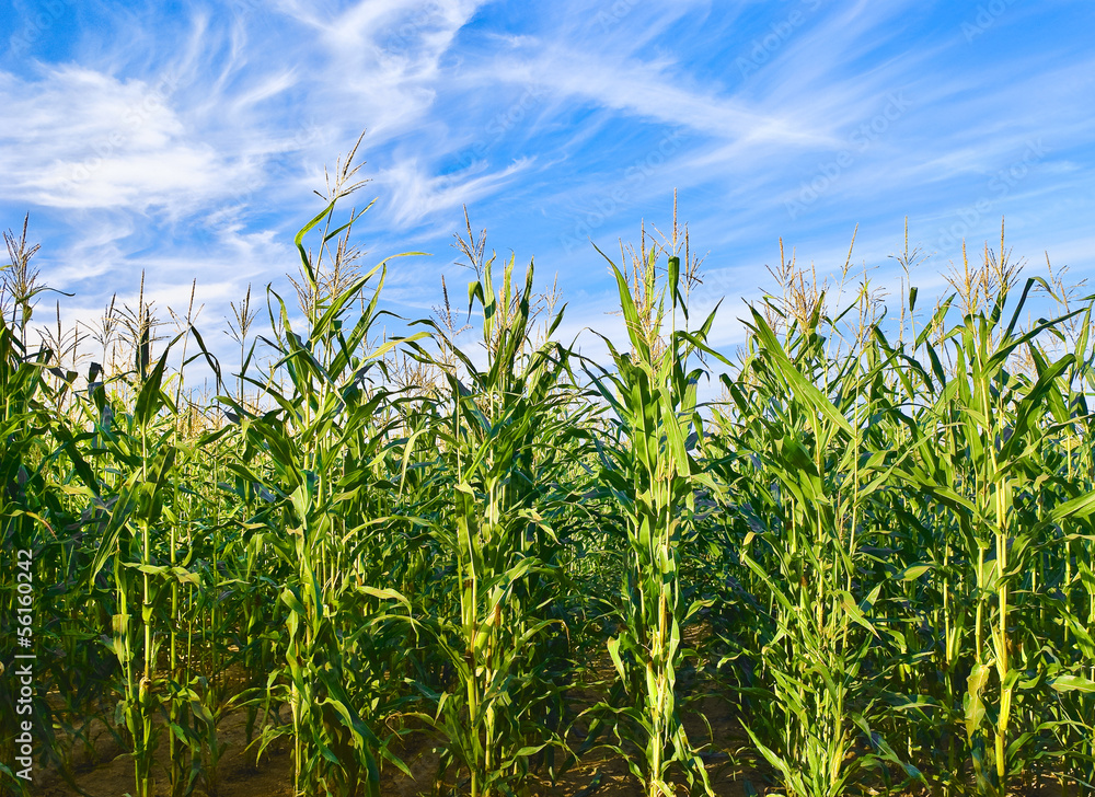Corn plantation Corn plantation
