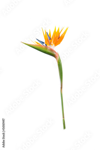 tropical plant strelitzia with colors