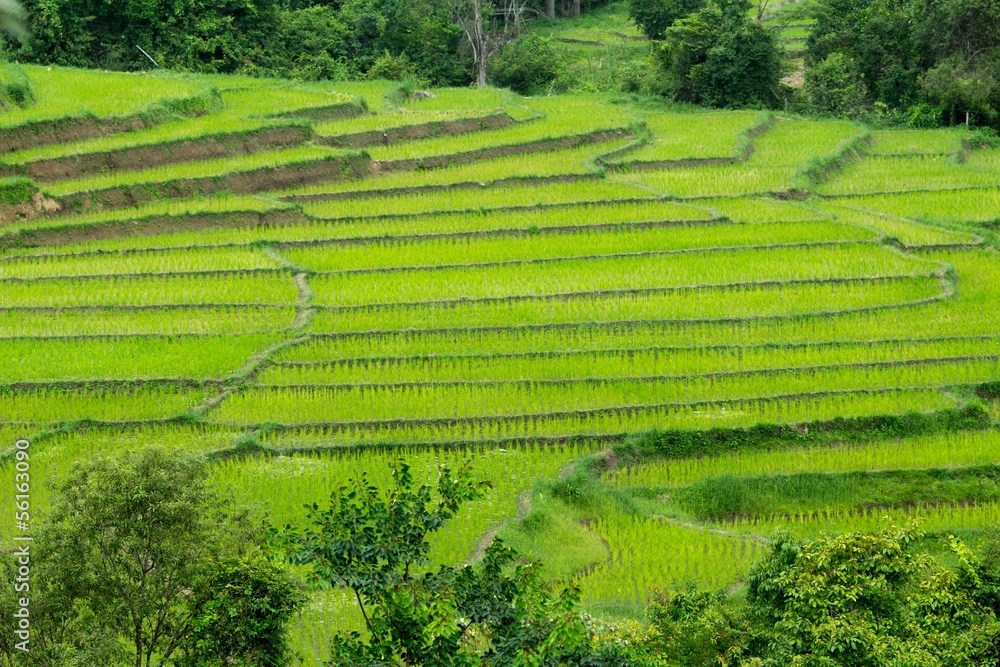 Terrace field plantation