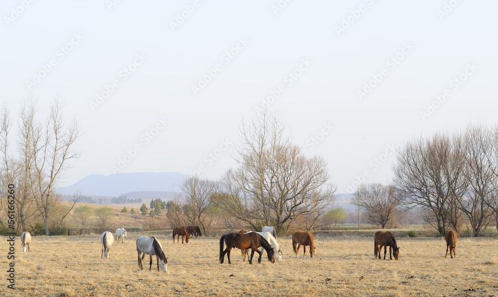 BASOTHO PONIES ng winter pasture, Umzimkulu,kwazulu Natal BASOTHO PONIES ng winter pasture, Umzimkulu,kwazulu Natal