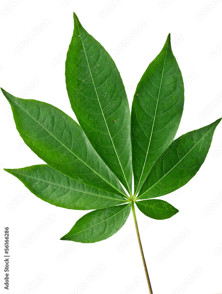 Obraz premium Closeup fresh green leaf with isolated background