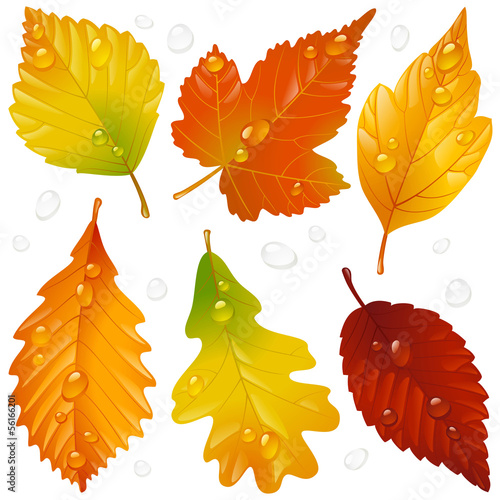 Vector autumn leaf set isolated on white background