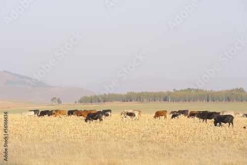 Nguni cattle graze on maize stubble, kwazulu Natal © wolfavni