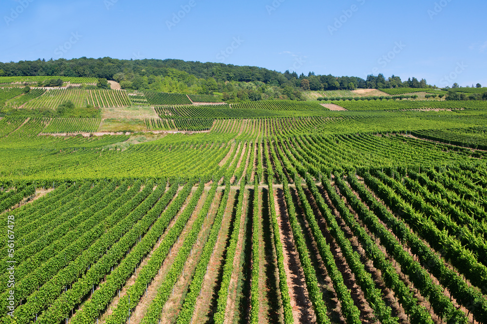 Wineyards in Rudesheim am Rhein