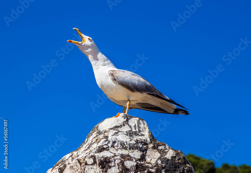 Screaming seagull on a background of blue sky close-up